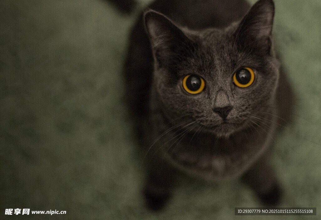 猫