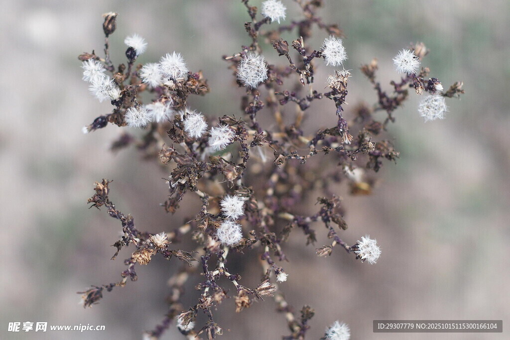 白色小花