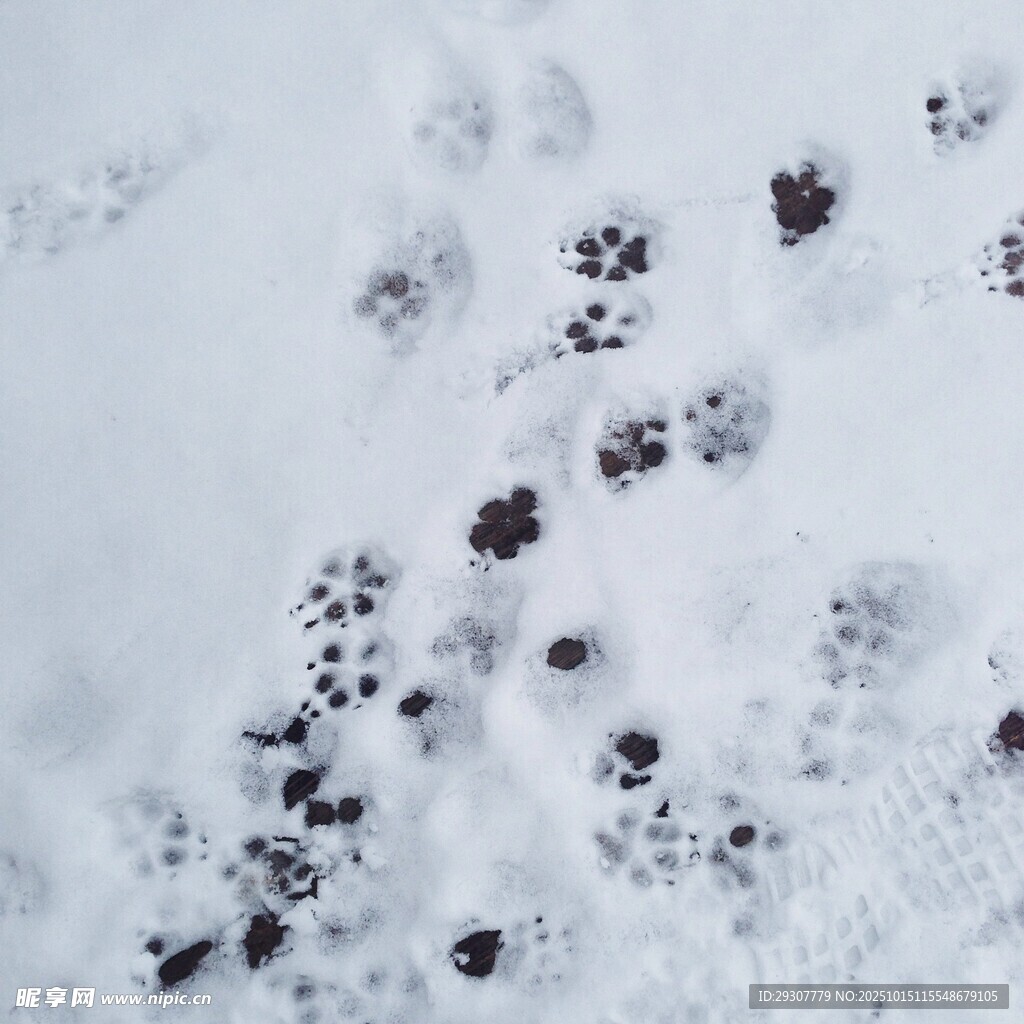 雪地爪印