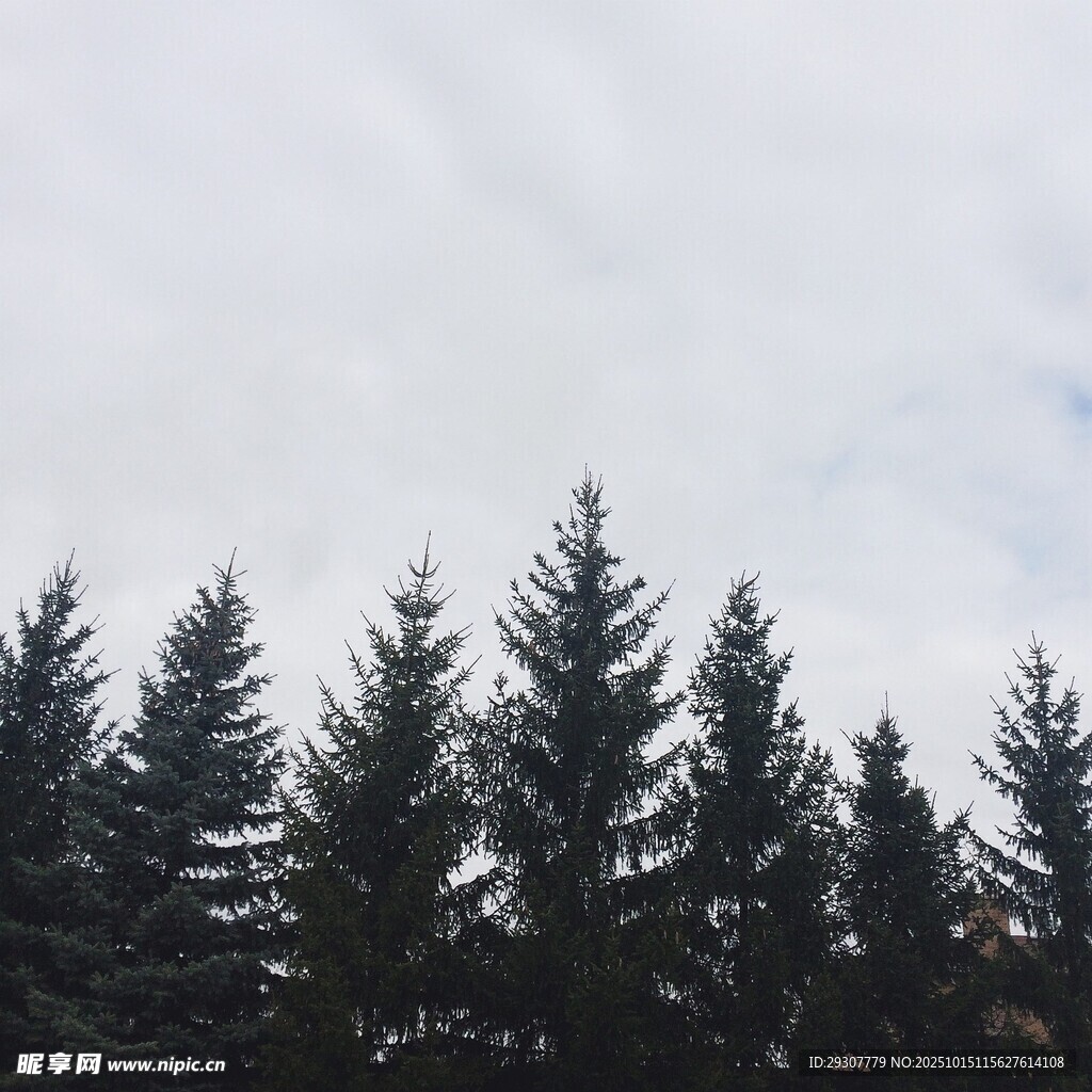 树林