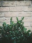 植物墙面