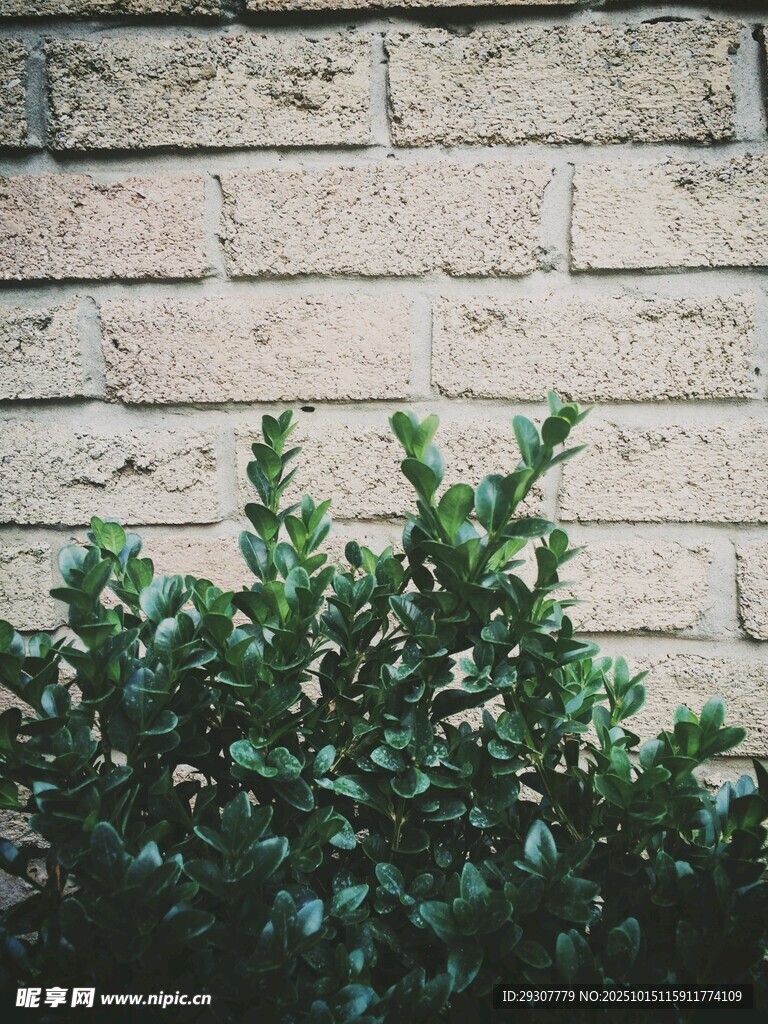 植物墙面
