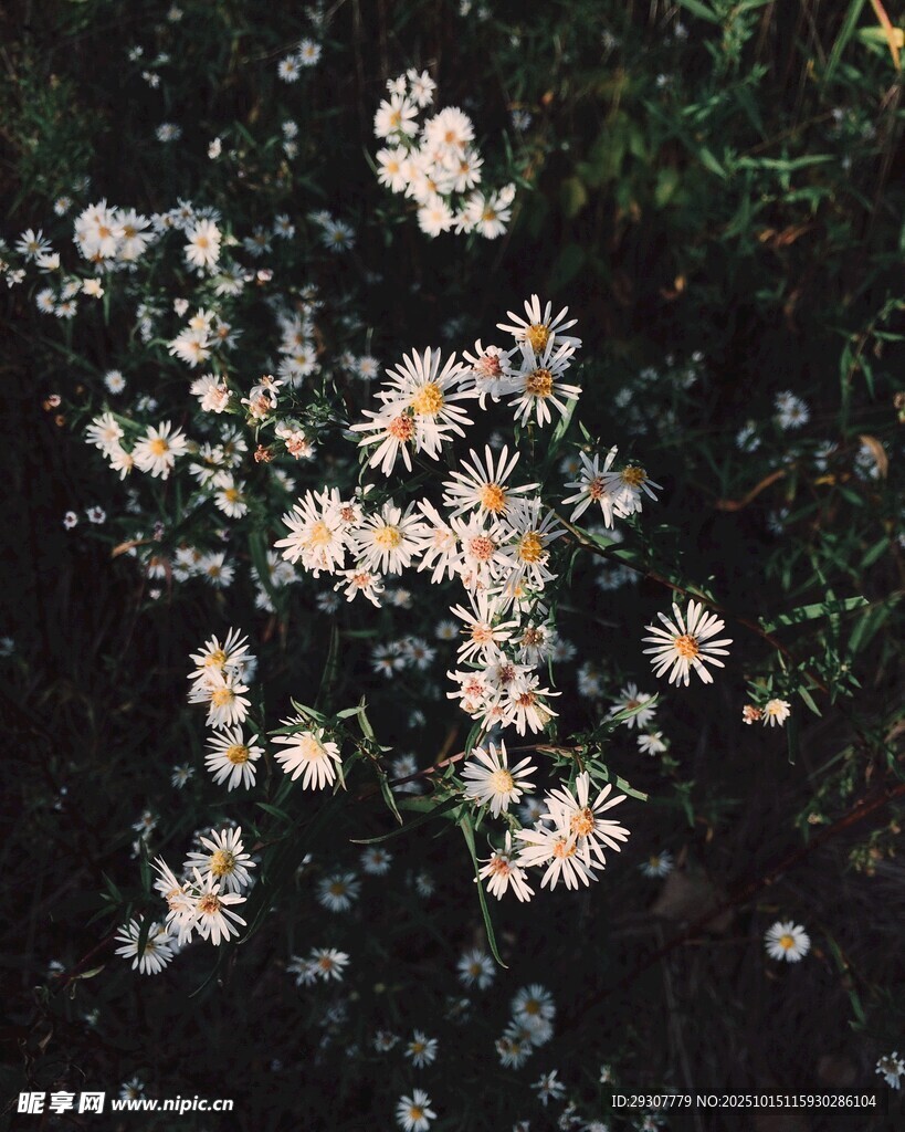 花