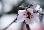 蜜蜂采蜜于娇艳桃花间