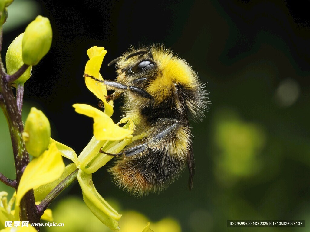 蜜蜂采蜜于黄色花朵间