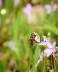 蜜蜂花间飞舞采蜜