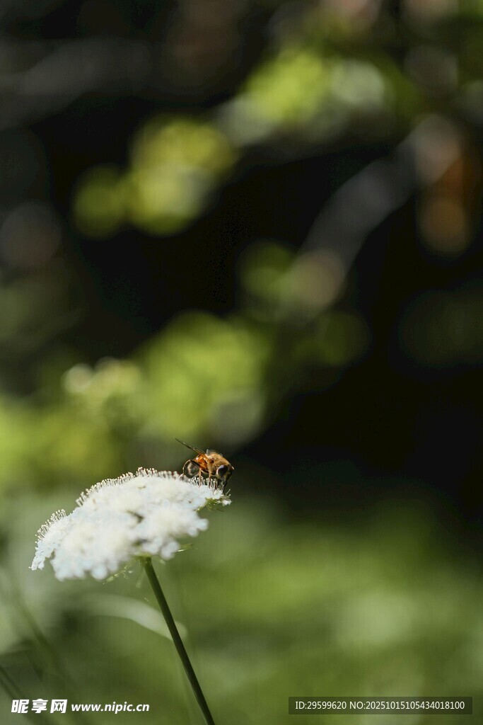 白花上的蜜蜂