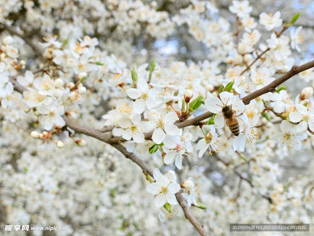 春日繁花枝头蜜蜂采蜜