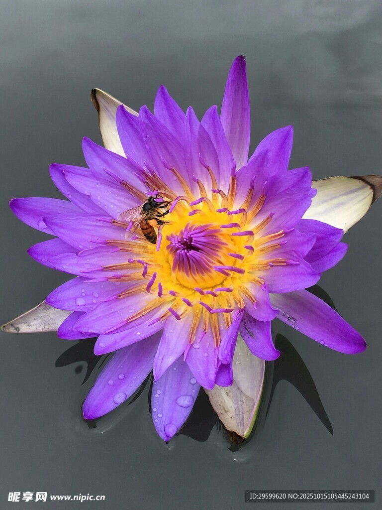 紫色睡莲绽放