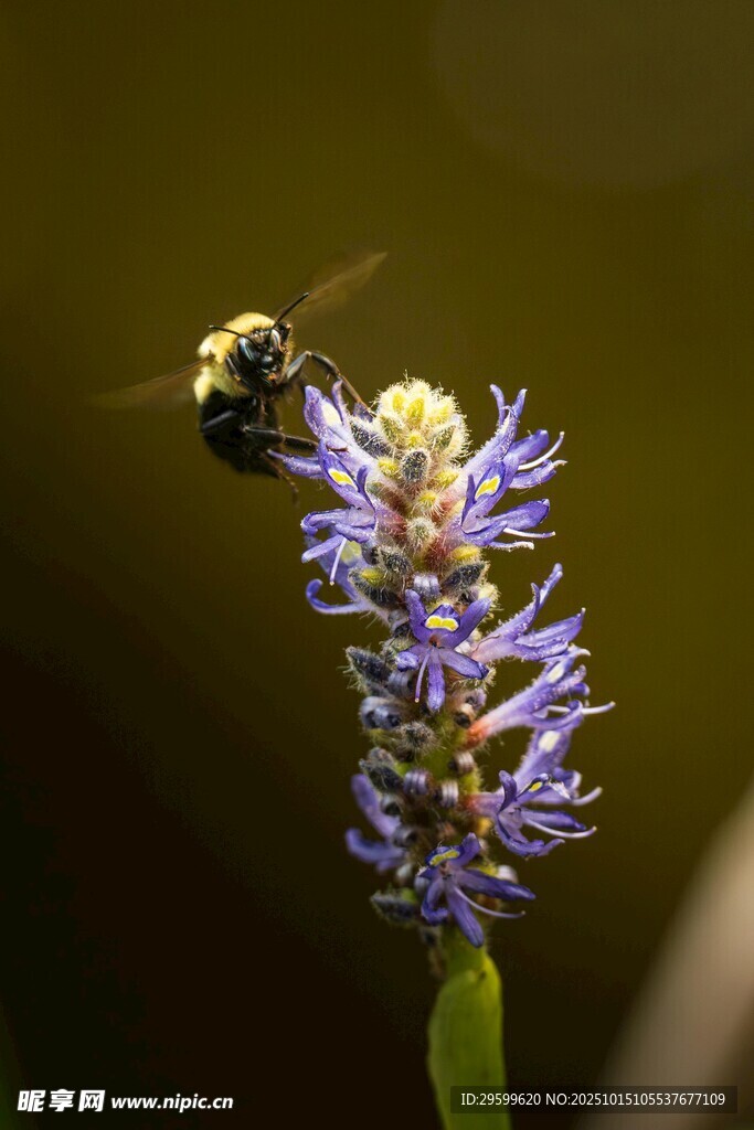 蜜蜂采蜜于紫色花朵间