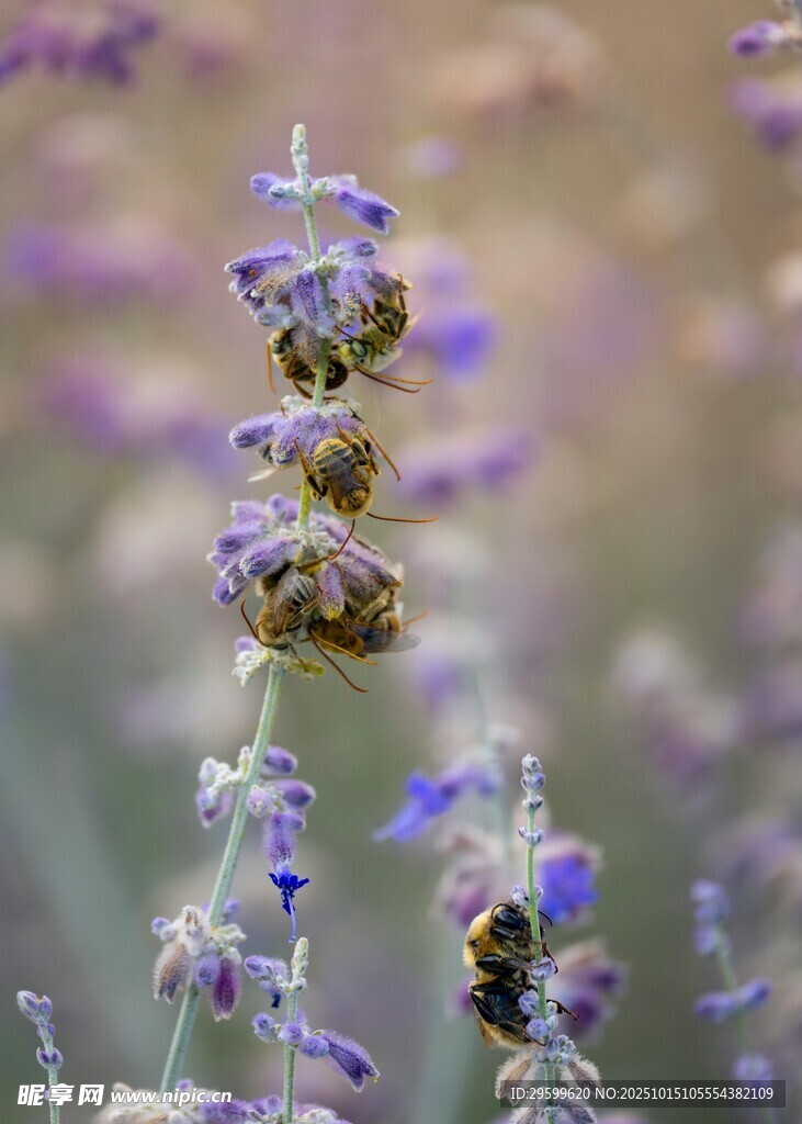 蜜蜂采蜜于紫色花丛间