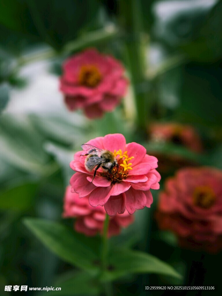蜜蜂停驻娇艳粉色花朵