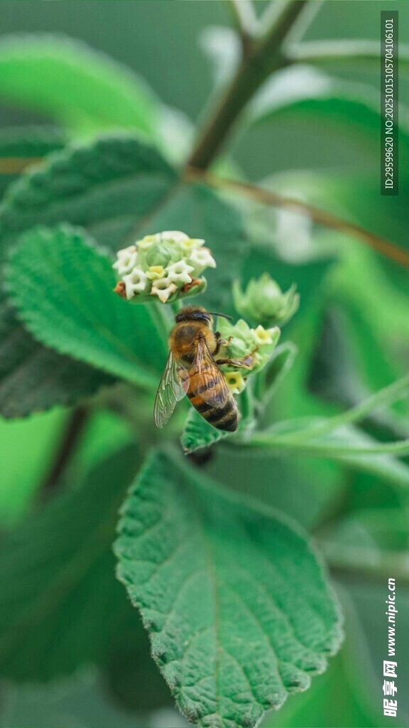 绿叶间忙碌的采蜜蜜蜂