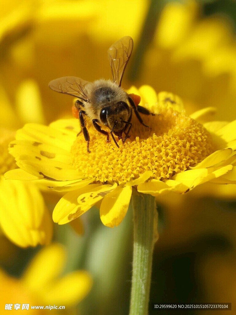 蜜蜂采蜜于黄色小花上