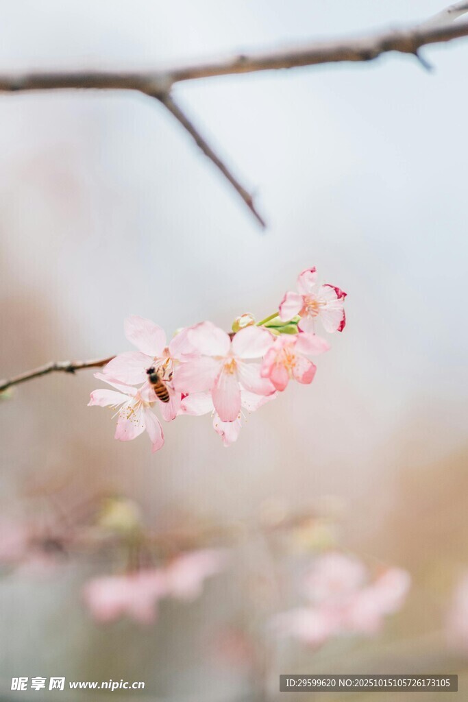 枝头绽放的粉嫩樱花
