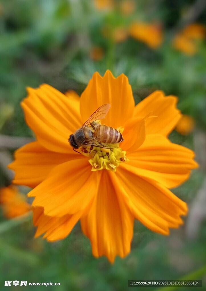 蜜蜂停留在橙色花朵上