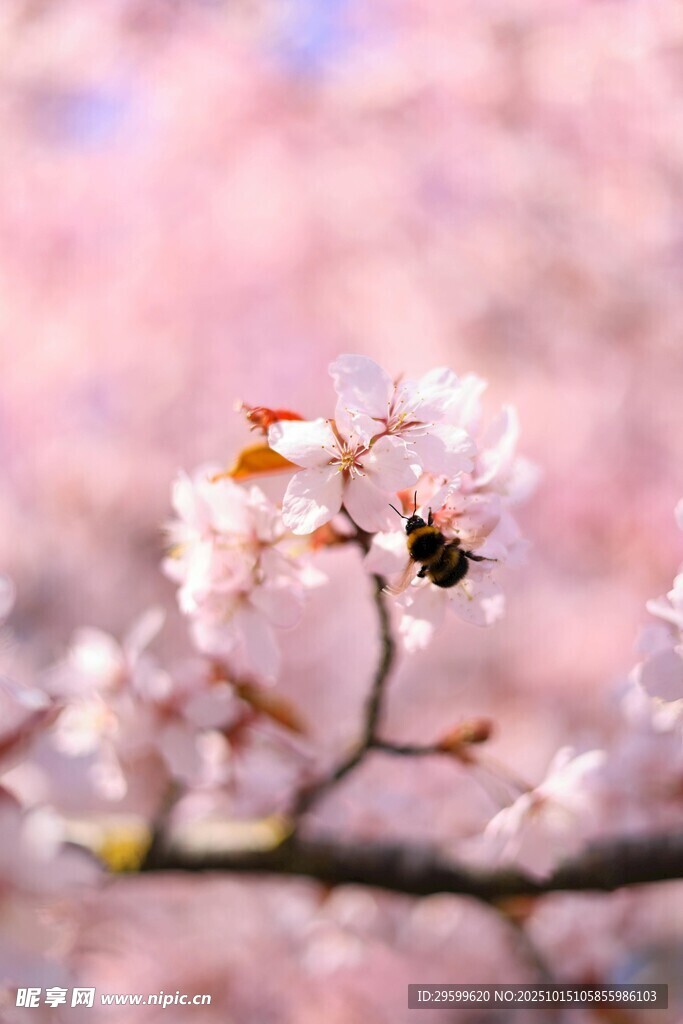 枝头樱花与蜜蜂
