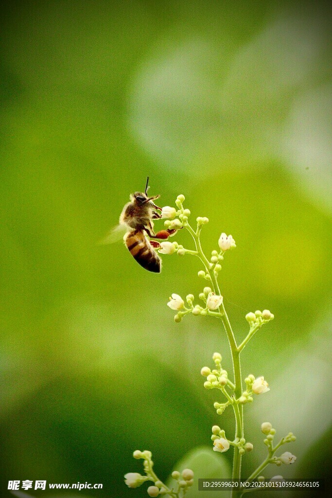 蜜蜂停驻小花上