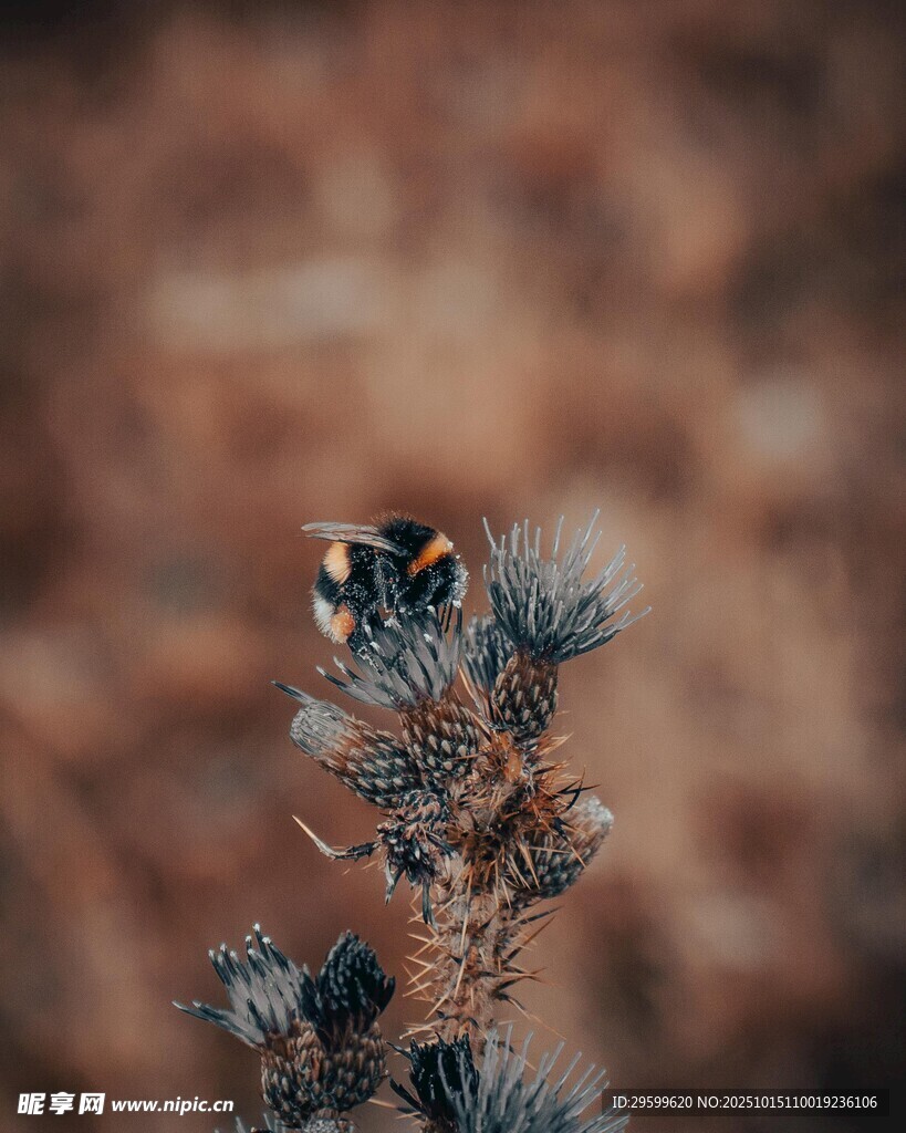 蜜蜂 