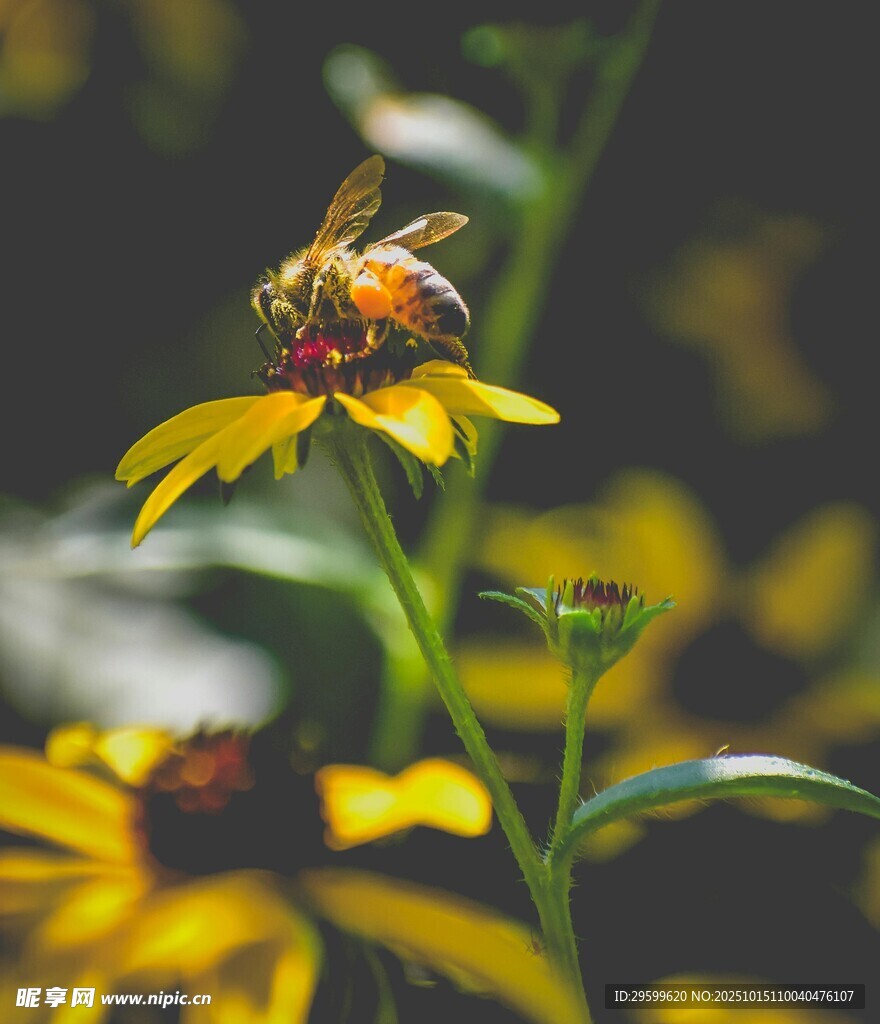 蜜蜂停留在黄色花朵上