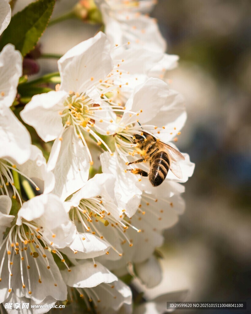 蜜蜂采蜜于洁白花朵间