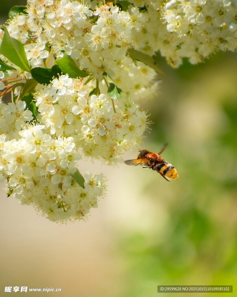 蜜蜂花间飞舞采蜜