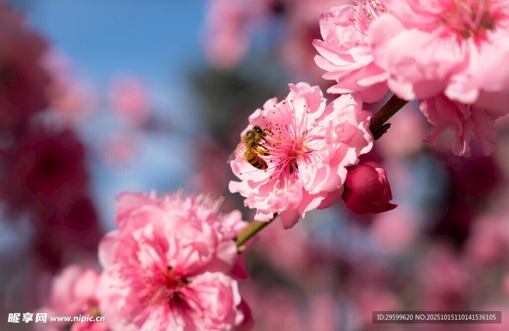 枝头粉花蜜蜂忙采蜜