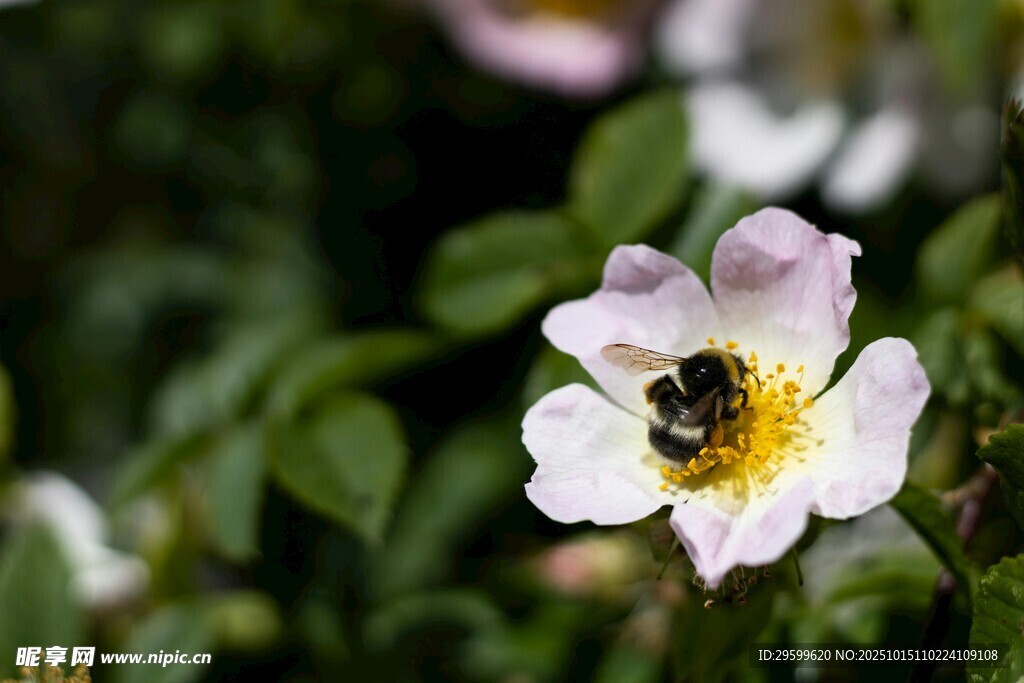 蜜蜂采蜜于娇艳蔷薇花