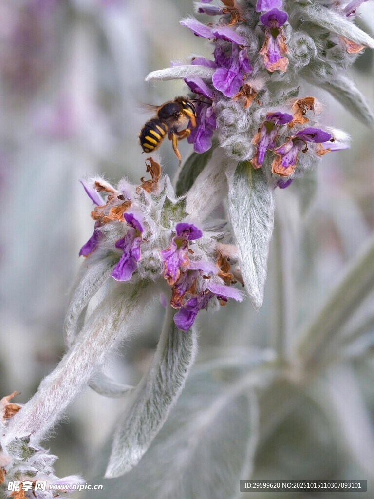 紫色绒毛花朵特写