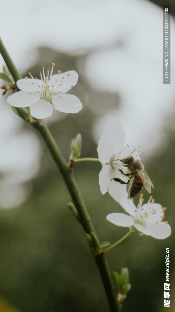 蜜蜂采蜜于白色小花间