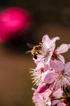 蜜蜂采蜜于粉嫩樱花间