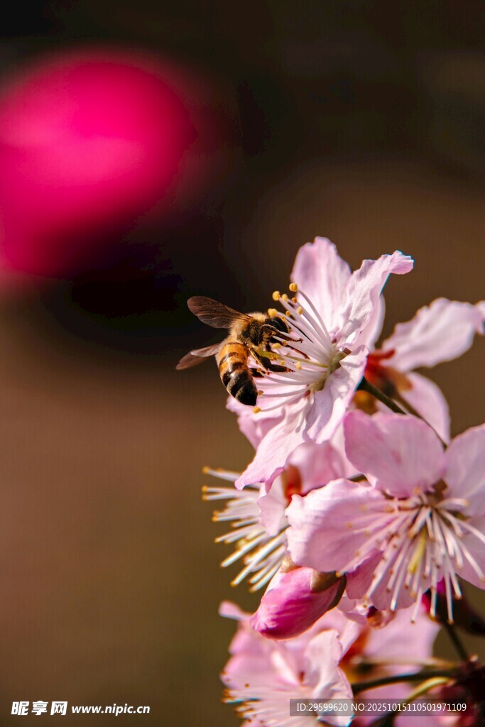 蜜蜂采蜜于粉嫩樱花间