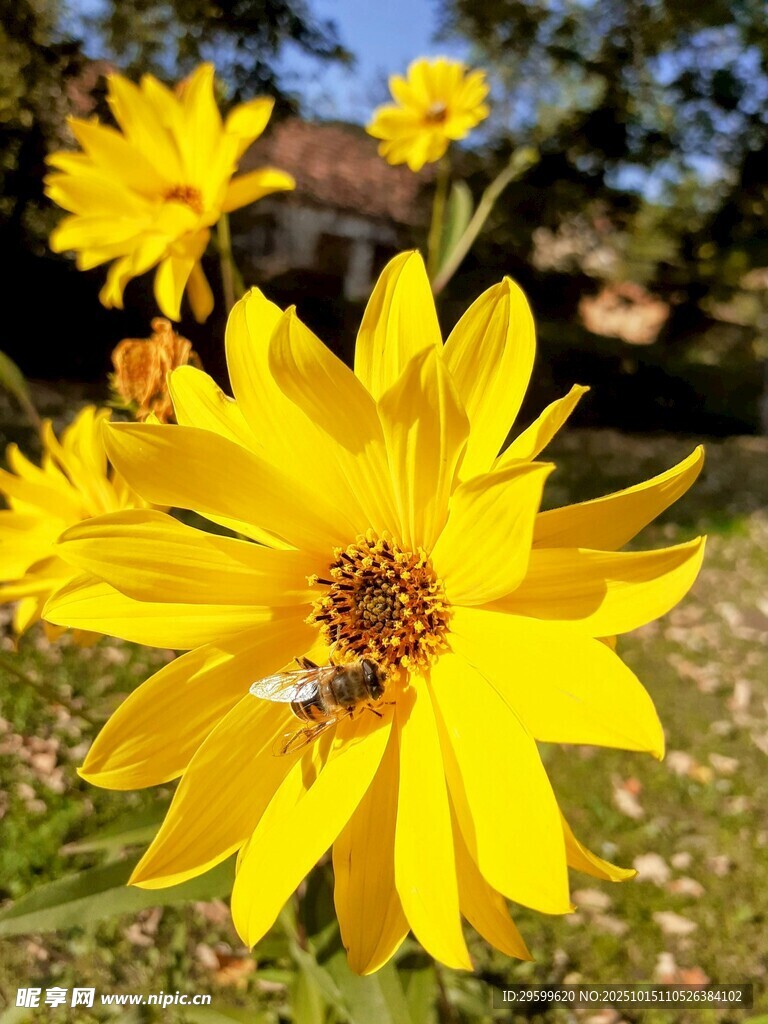 蜜蜂采蜜于金黄花朵间