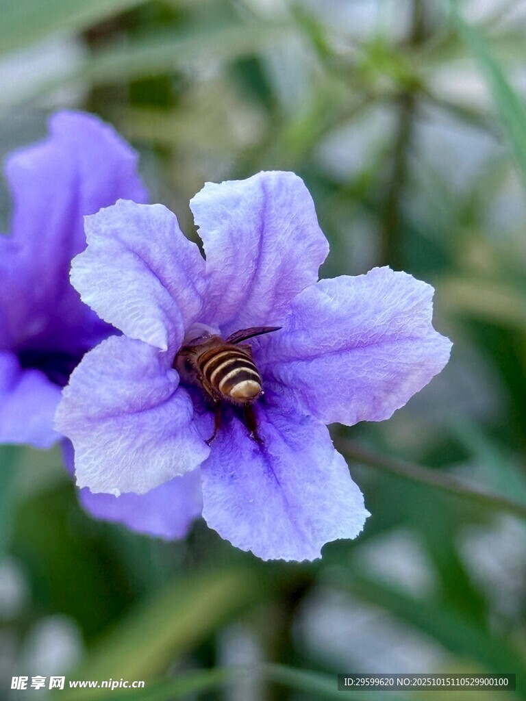 紫花上的蜜蜂