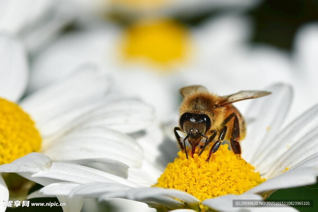 蜜蜂采蜜于白色雏菊间