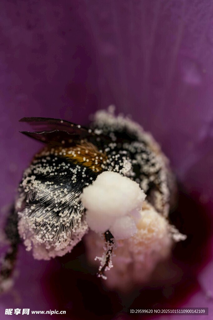 蜜蜂采蜜瞬间