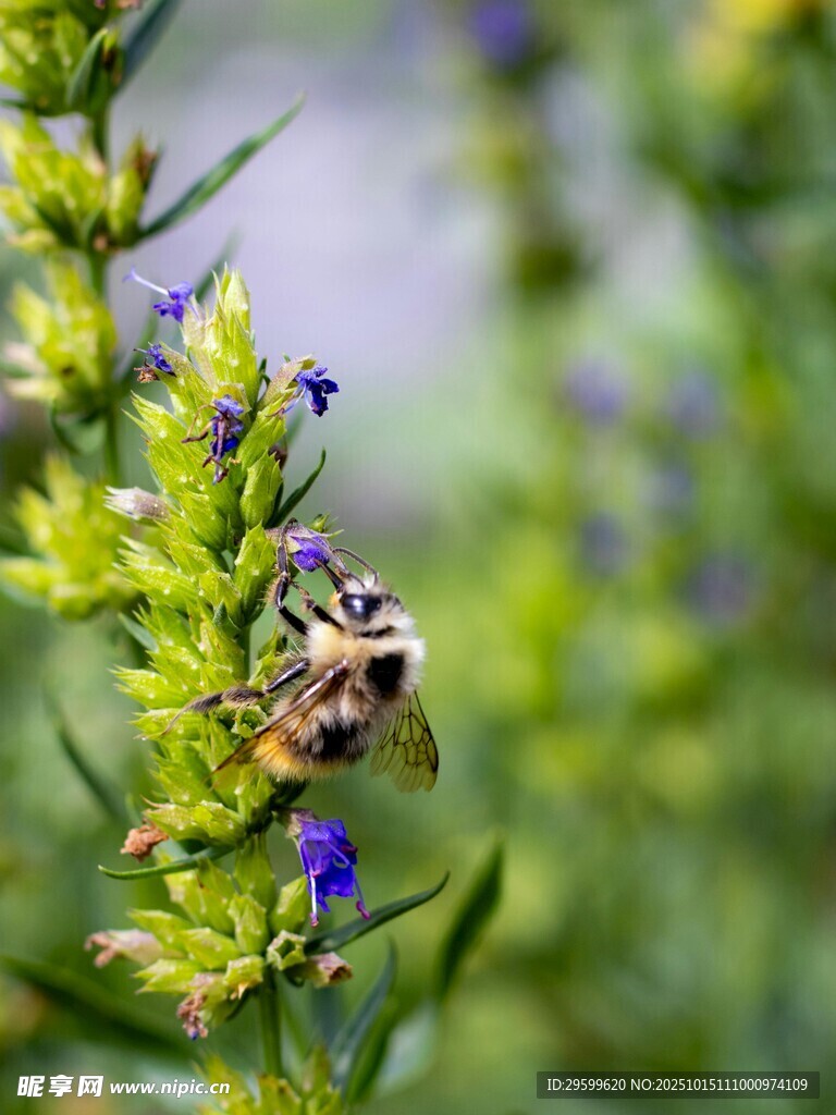 蜜蜂停留在紫色花朵上