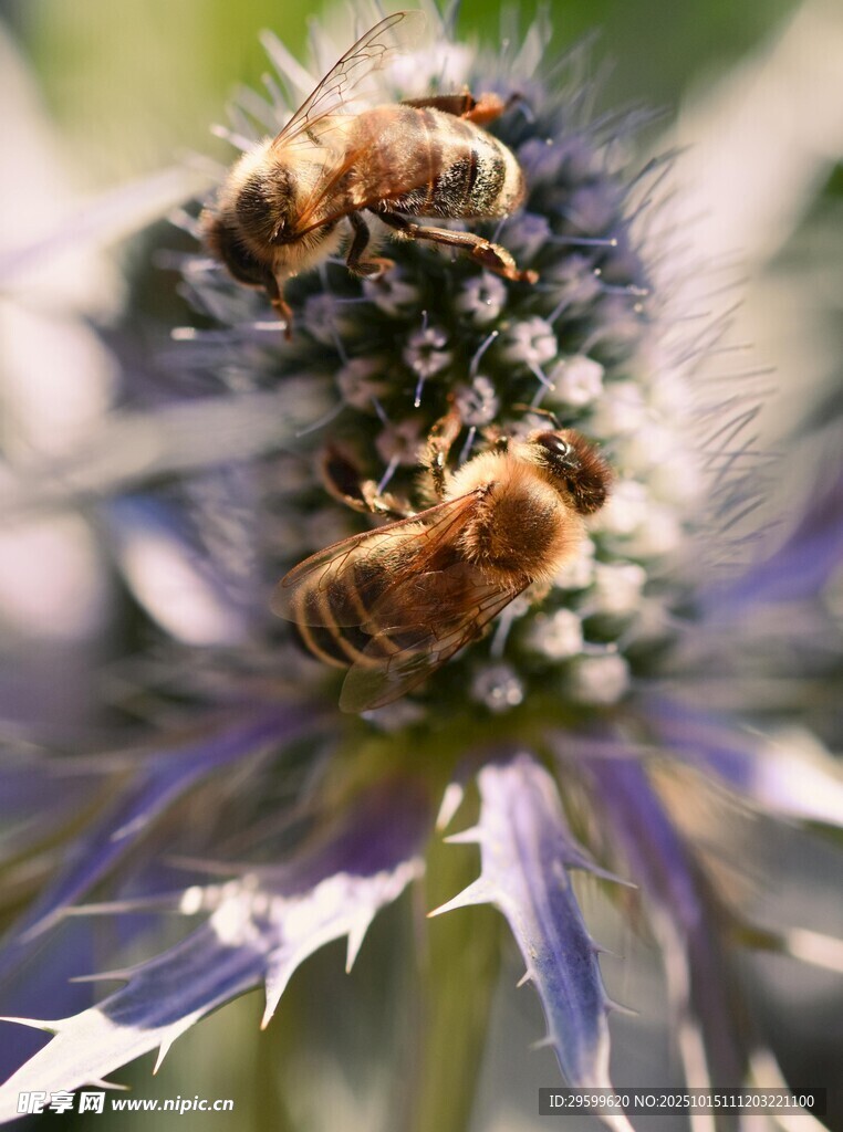蜜蜂在蓝刺头花朵上采蜜