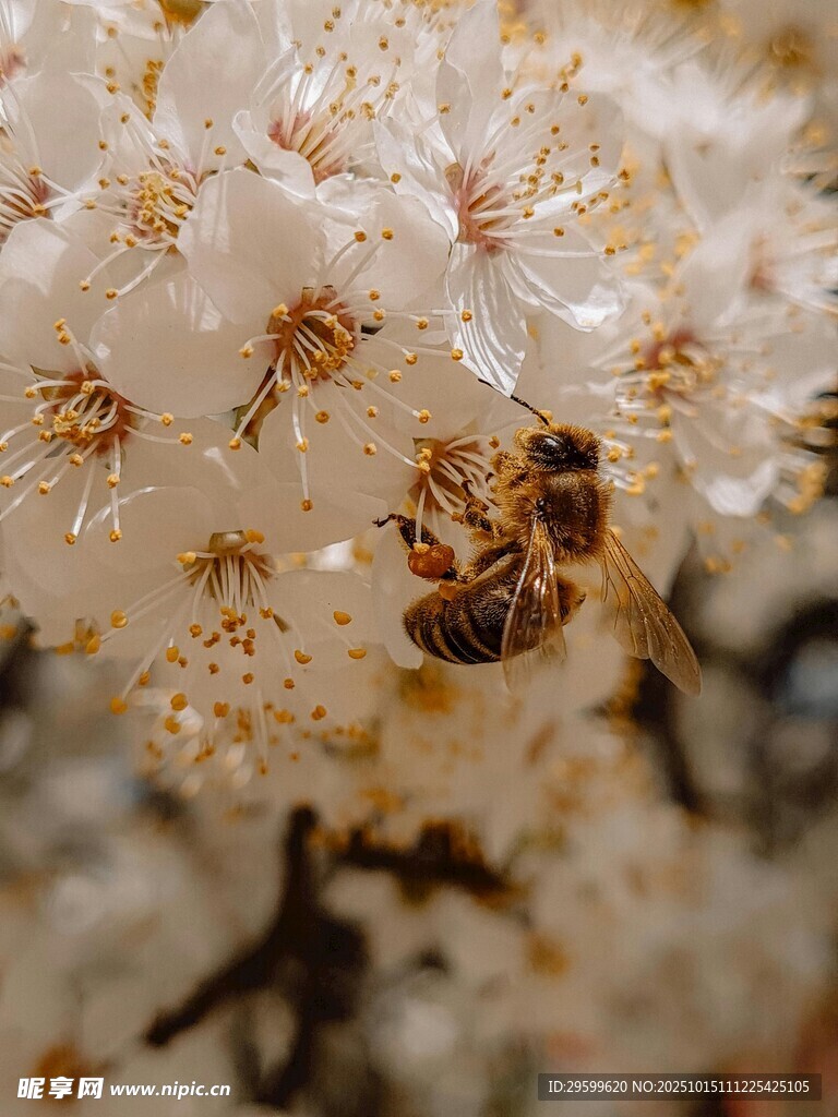 蜜蜂采蜜于白色繁花间