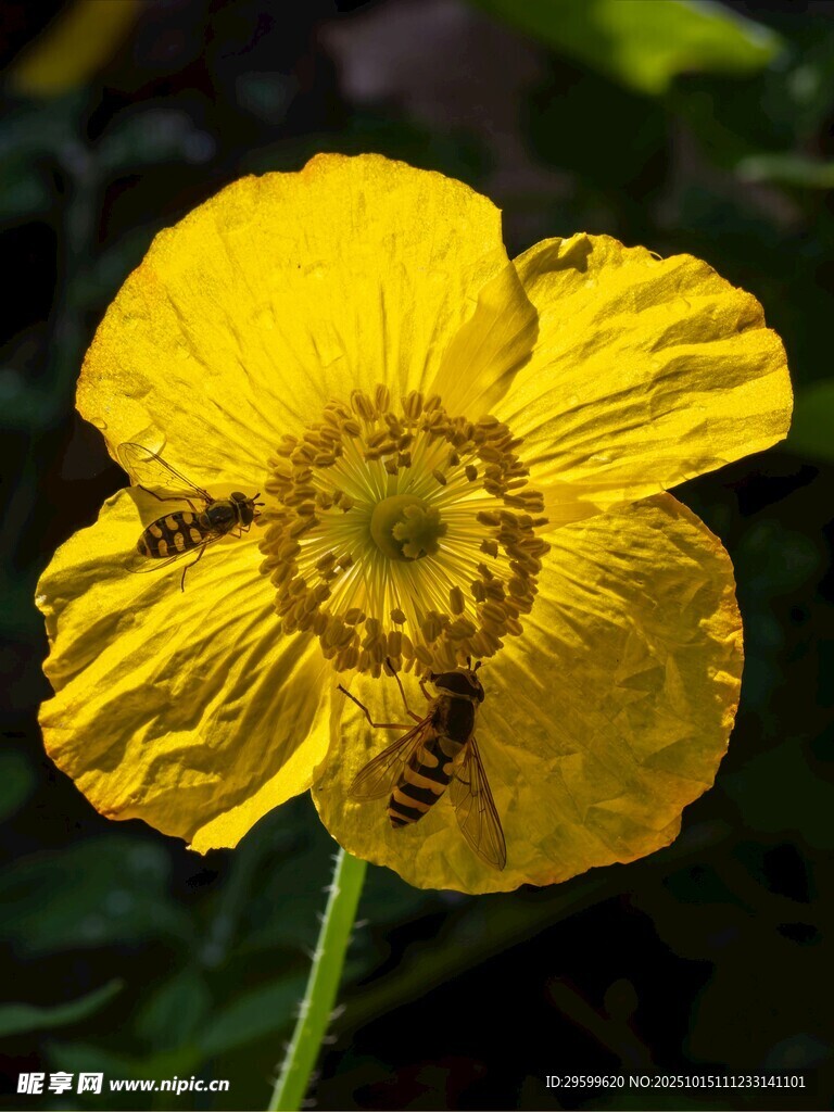 黄色花朵上的蜜蜂