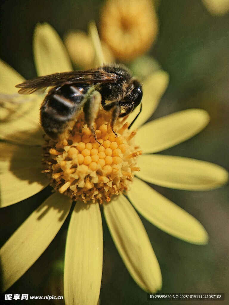 蜜蜂停留在黄色花朵上
