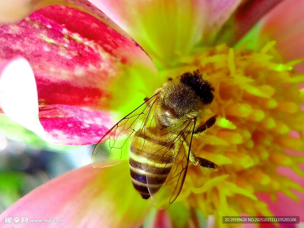 蜜蜂采蜜于娇艳花朵间