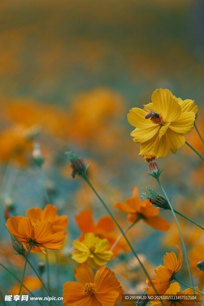 灿烂花丛中的明艳小黄花