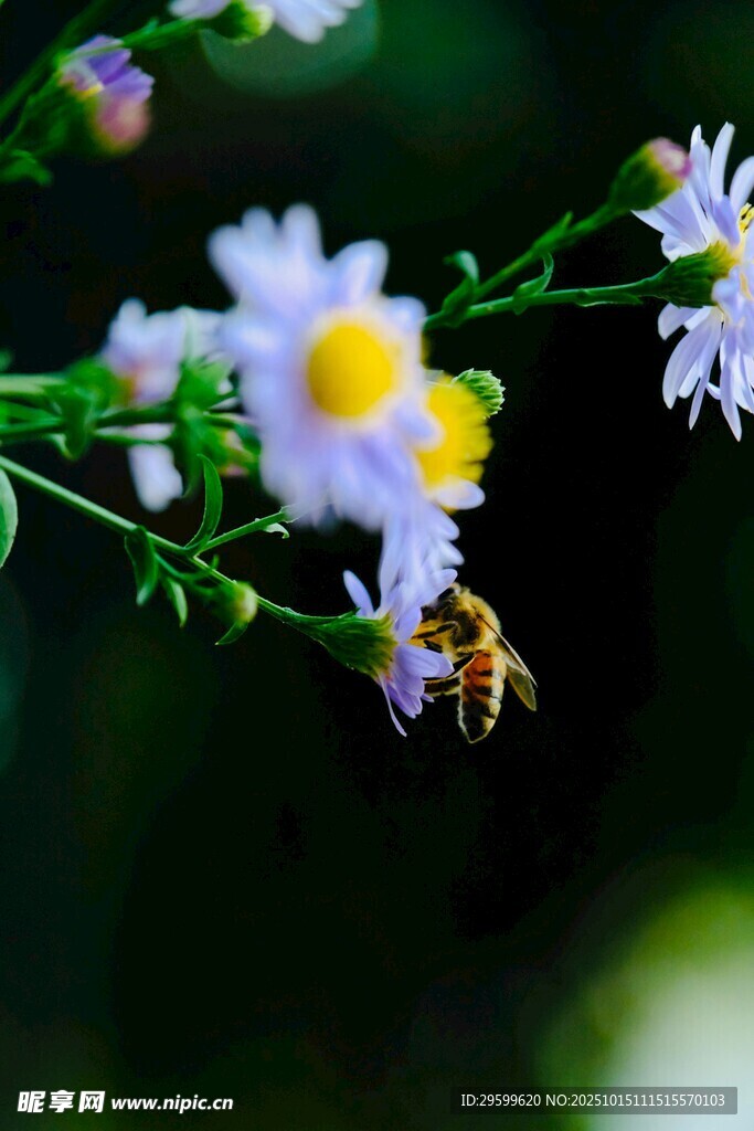蜜蜂采蜜于素雅小花间