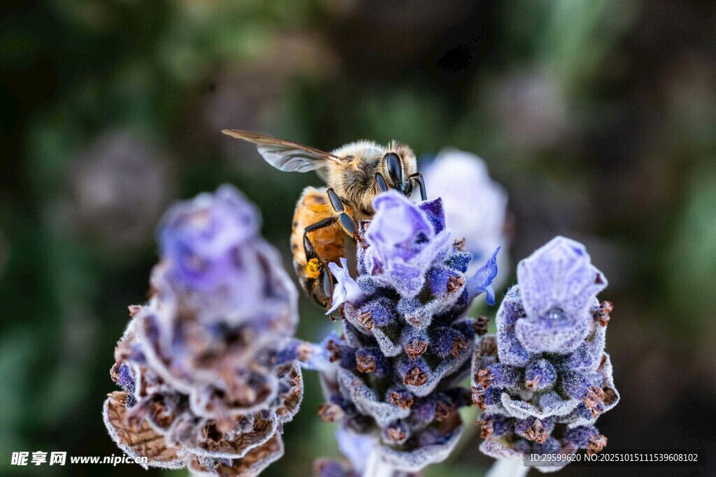 蜜蜂采蜜于紫色薰衣草间