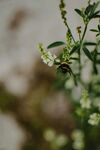 蜜蜂停驻于翠绿植物间