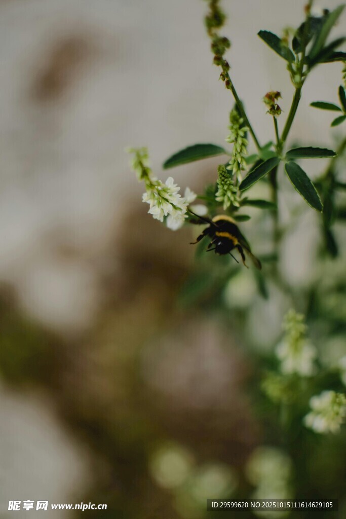 蜜蜂停驻于翠绿植物间