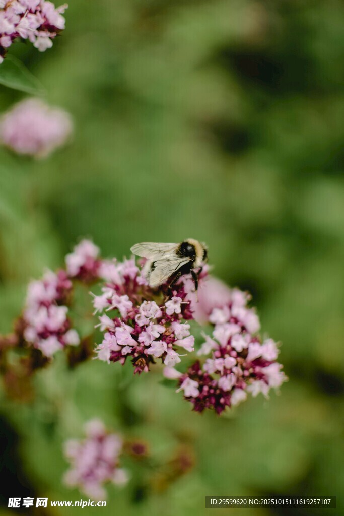 蜜蜂停留在粉色小花上