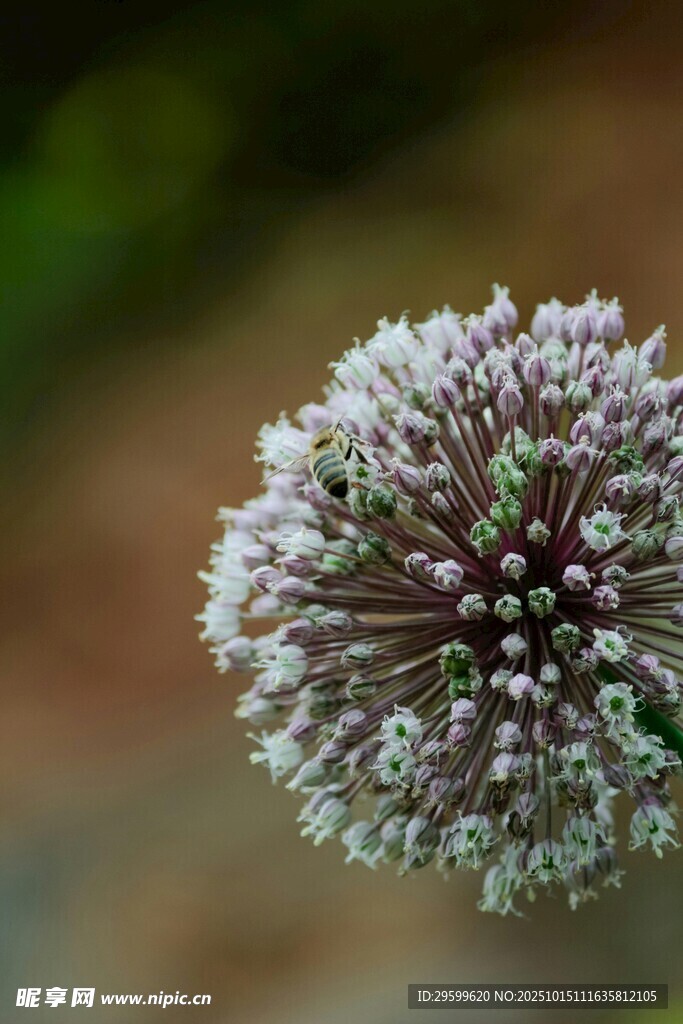 球状花卉特写