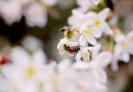 蜜蜂采蜜于烂漫樱花间